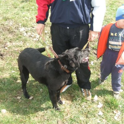 Fotografie 1 z galerie Běhochod - závody psů