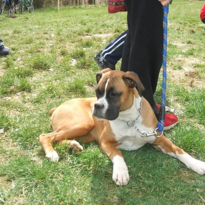 Fotografie 2 z galerie Běhochod - závody psů