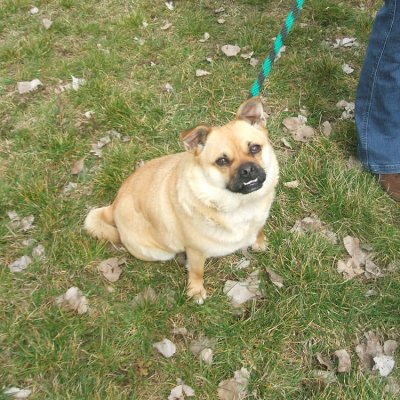 Fotografie 3 z galerie Běhochod - závody psů