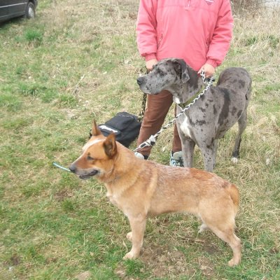 Fotografie 4 z galerie Běhochod - závody psů