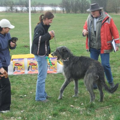 Fotografie 11 z galerie Běhochod - závody psů