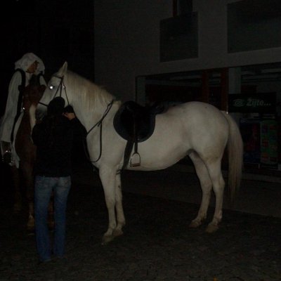 Fotografie 4 z galerie Martin na bílém koni