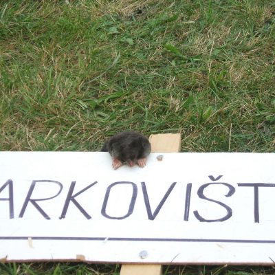 Fotografie 23 z galerie Odpoledne s koňmi ve stylu westernovém