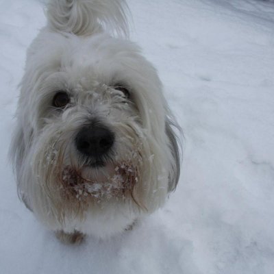 Fotografie 8 z galerie Hokej Boska Bošovice