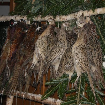 Fotografie 6 z galerie Myslivecký bál