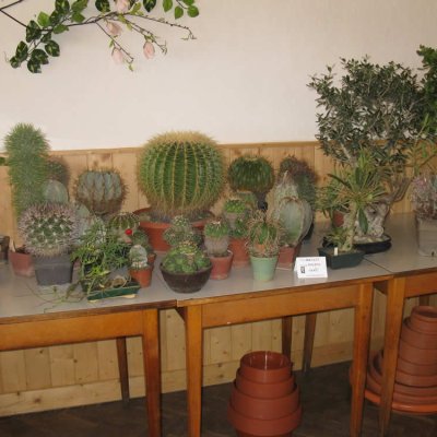 Fotografie 6 z galerie Zahrádkáři Čížová - výstava ovoce, zeleniny, květin, bylinek a včelařů