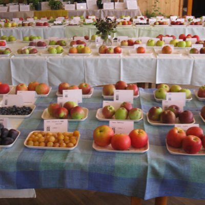 Fotografie 9 z galerie Zahrádkáři Čížová - výstava ovoce, zeleniny, květin, bylinek a včelařů