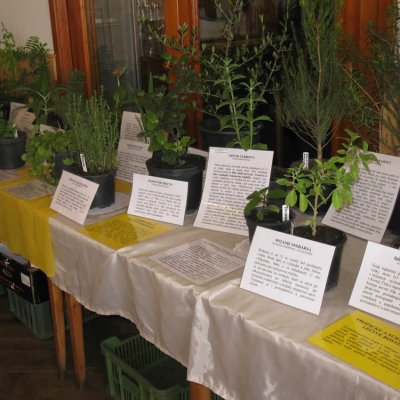 Fotografie 14 z galerie Zahrádkáři Čížová - výstava ovoce, zeleniny, květin, bylinek a včelařů