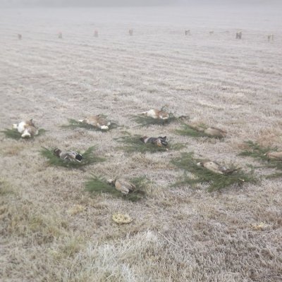 Fotografie 5 z galerie Podzimní zkoušky loveckých psů