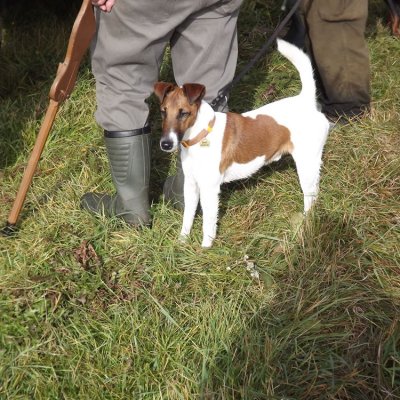 Fotografie 13 z galerie Podzimní zkoušky loveckých psů