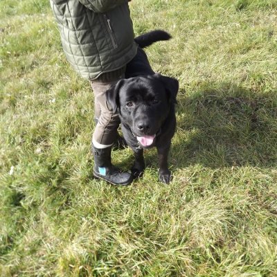 Fotografie 18 z galerie Podzimní zkoušky loveckých psů