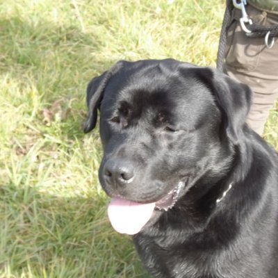 Fotografie 22 z galerie Podzimní zkoušky loveckých psů