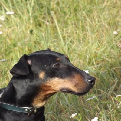 Fotografie 24 z galerie Podzimní zkoušky loveckých psů