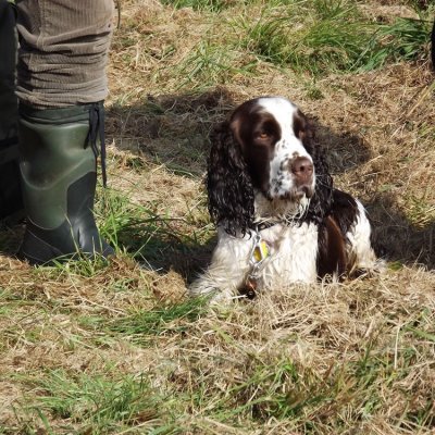 Fotografie 31 z galerie Podzimní zkoušky loveckých psů