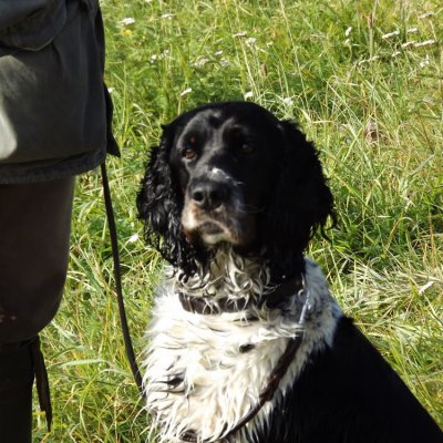 Fotografie 33 z galerie Podzimní zkoušky loveckých psů