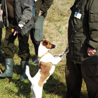 Fotografie 34 z galerie Podzimní zkoušky loveckých psů