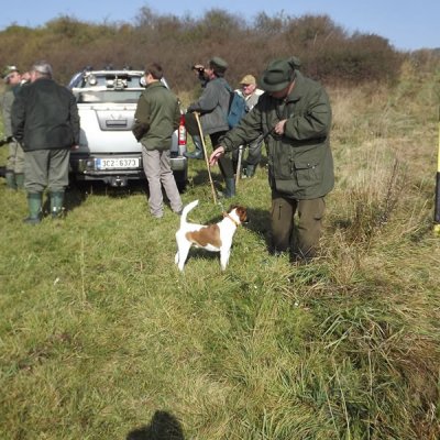 Fotografie 36 z galerie Podzimní zkoušky loveckých psů