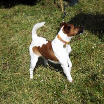 Fotografie 37 z galerie Podzimní zkoušky loveckých psů