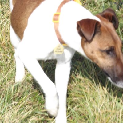 Fotografie 38 z galerie Podzimní zkoušky loveckých psů