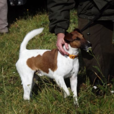 Fotografie 39 z galerie Podzimní zkoušky loveckých psů