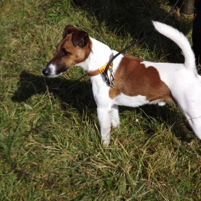 Fotografie 42 z galerie Podzimní zkoušky loveckých psů