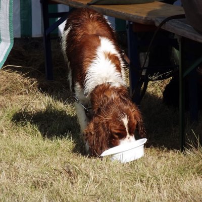 Fotografie 61 z galerie Podzimní zkoušky loveckých psů