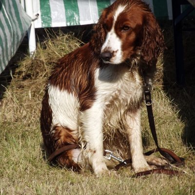 Fotografie 70 z galerie Podzimní zkoušky loveckých psů