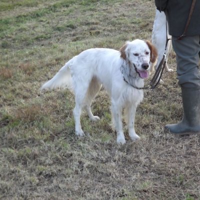 Fotografie 91 z galerie Podzimní zkoušky loveckých psů