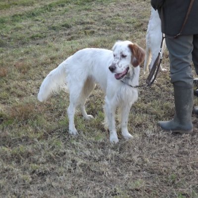 Fotografie 92 z galerie Podzimní zkoušky loveckých psů