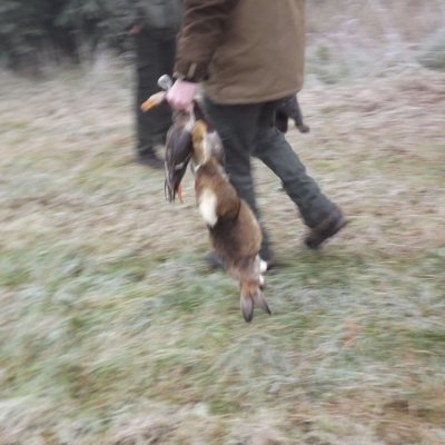 Fotografie 172 z galerie Podzimní zkoušky loveckých psů