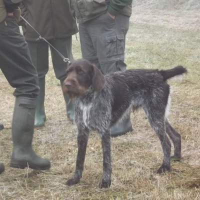 Fotografie 177 z galerie Podzimní zkoušky loveckých psů
