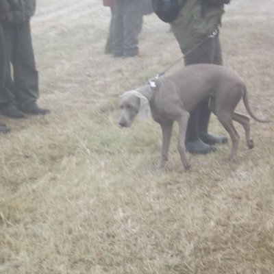 Fotografie 180 z galerie Podzimní zkoušky loveckých psů