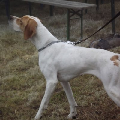 Fotografie 181 z galerie Podzimní zkoušky loveckých psů