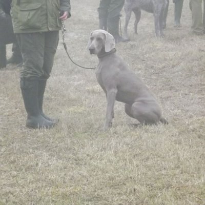 Fotografie 182 z galerie Podzimní zkoušky loveckých psů