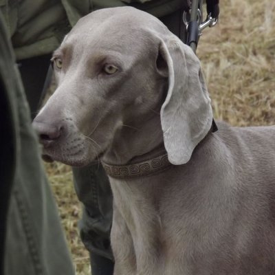 Fotografie 193 z galerie Podzimní zkoušky loveckých psů