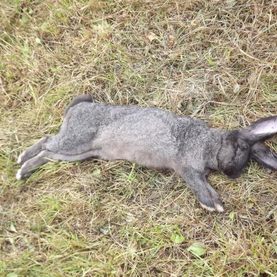 Fotografie 204 z galerie Podzimní zkoušky loveckých psů