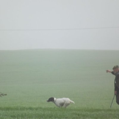 Fotografie 205 z galerie Podzimní zkoušky loveckých psů