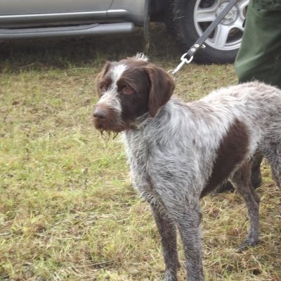 Fotografie 208 z galerie Podzimní zkoušky loveckých psů