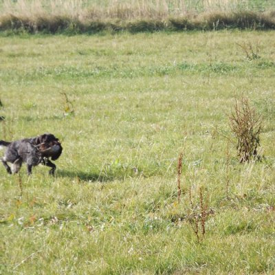 Fotografie 223 z galerie Podzimní zkoušky loveckých psů