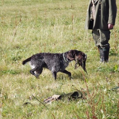 Fotografie 224 z galerie Podzimní zkoušky loveckých psů