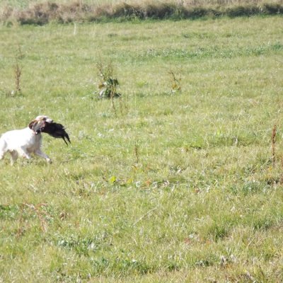 Fotografie 227 z galerie Podzimní zkoušky loveckých psů