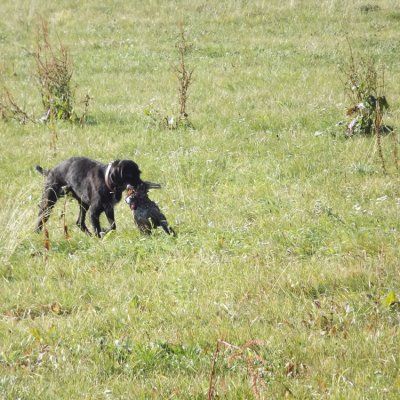 Fotografie 230 z galerie Podzimní zkoušky loveckých psů
