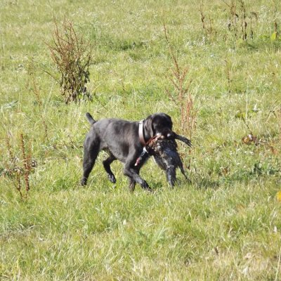 Fotografie 231 z galerie Podzimní zkoušky loveckých psů