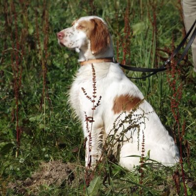 Fotografie 235 z galerie Podzimní zkoušky loveckých psů