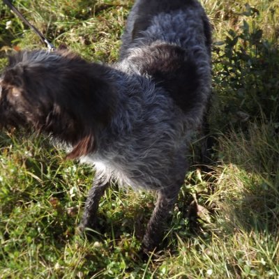 Fotografie 236 z galerie Podzimní zkoušky loveckých psů