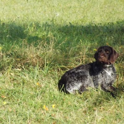 Fotografie 238 z galerie Podzimní zkoušky loveckých psů