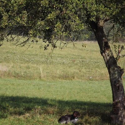 Fotografie 240 z galerie Podzimní zkoušky loveckých psů