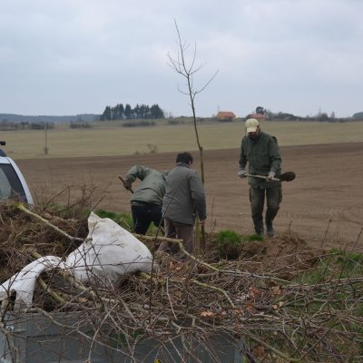 Fotografie 4 z galerie Sázení aleje na Císadlovice