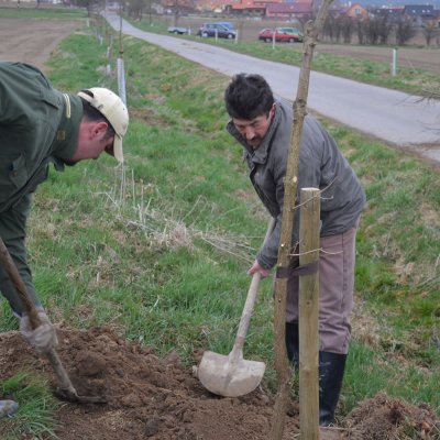 Fotografie 6 z galerie Sázení aleje na Císadlovice