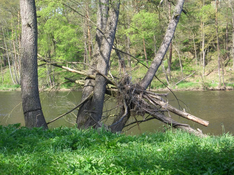 Topělec – foto 12